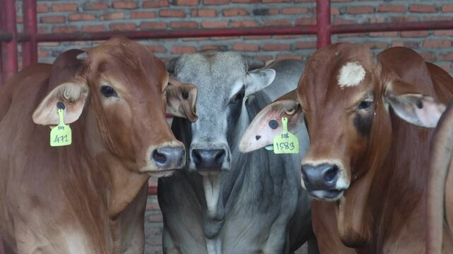 A number of Brahman Cross or BX cattle on a modern farm.