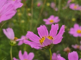 Fototapeta premium pink cosmos flower