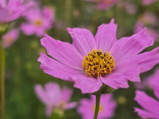 Fototapeta premium bee on pink flower
