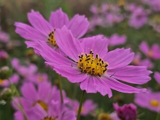 Obraz premium bee on pink flower