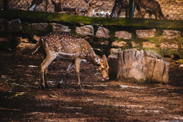 Spotted deer grazes near a large wooden stump in an enclosure at an Indian wildlife park.  Natural...