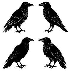 Fototapeta premium Four black ravens standing in different positions facing each other on a white background design art