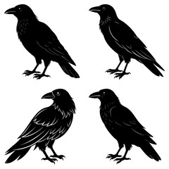 Fototapeta premium Four black ravens in different poses standing against a white background in silhouette style art