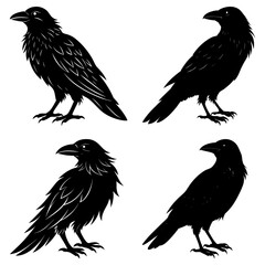 Fototapeta premium Four black raven silhouettes in various poses against a white background showcasing bird details