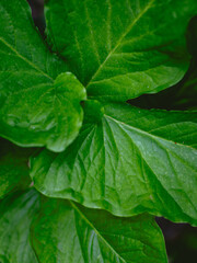 Greenery background of nature plant and leaf