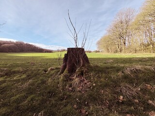 old tree in the field