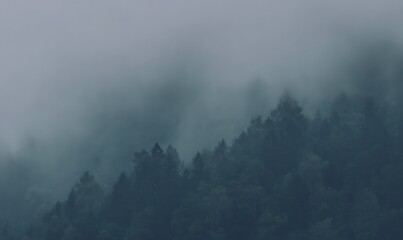 Misty forested hillside in moody light