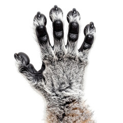 Detailed hand anatomy close up primate scientific image