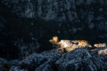 Drei Dassies auf sonnenbeschienenen Felsen auf dem Tafelberg