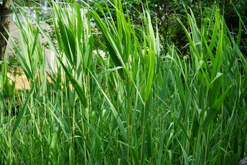 Young Reeds Growing in Early Wetland Field
