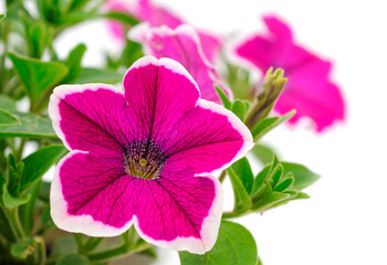 Beautiful flower pink petunia.