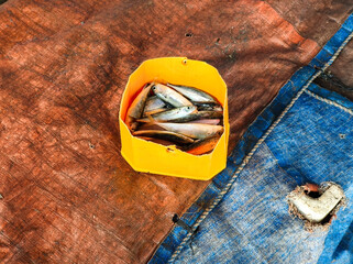 fresh fish in a yellow plastic container with a blue and orange screen