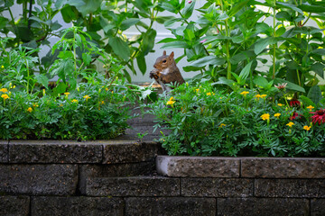 squirrel in flower garden