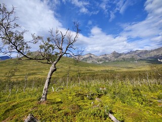 Twisted Tree in Front of Rugged Norwegian Mountains