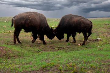 fighting bison on cloudy stormy day