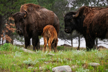 american buffalo in the field