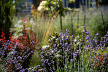 Obraz premium Blooming lavender in a vibrant garden filled with colorful flora during bright summer daylight