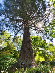 Majestic old tree in spring garden with wide canopy and lush greenery