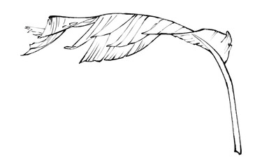 Curved Banana Leaf Line Art