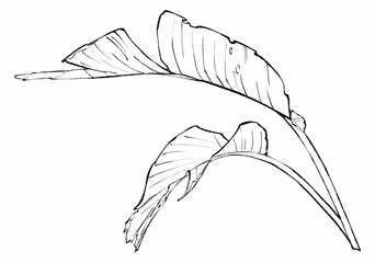 Banana leaf line art illustration