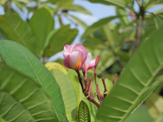 A delicate pink frangipani bud peeking through vibrant green leaves at Phutthamonthon. Captures new...