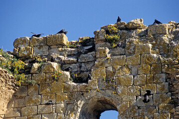 Choucas des tours,Coloeus monedula , Western Jackdaw, Abbaye de Maillezais, 85, Vendée, France
