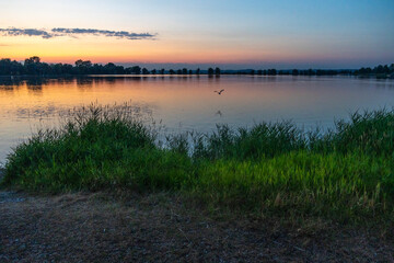 trees stands on the bank of Lake Constance, Dawn colors the sky behind treetop, place to relax on the beach, the sun rise will come over the water surface, interesting scenery, loneliness and calm