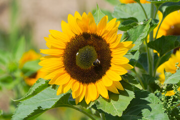 Close-up of blossom of sunflower with bumblebee at Swiss village of Oberglatt on a sunny summer day. Photo taken July 12th, 2025, Oberglatt, Switzerland.