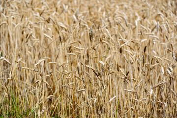 Close-up of grain ears of agriculture field on a sunny summer day. Photo taken July 12th, Zurich Oberglatt, Switzerland.