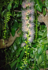 沖縄県八重山諸島石垣島一夜花サガリバナ