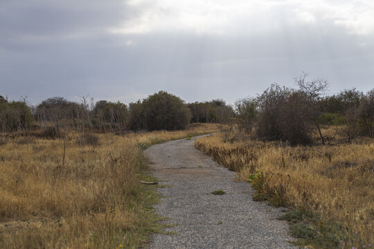 View of a winding path cutting through a field of golden grasses under a cloudy sky, leading towards distant trees, Salamis Harabeleri, Harabeleri Salamis Yolu, Cipro.