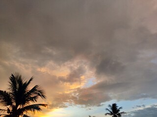 palm trees at sunset