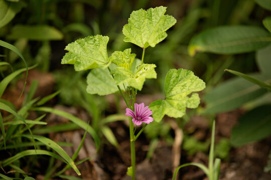 Malva Sylvestris Common Mallow in flowering with frist bloom in the middle of summer.