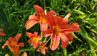 Orange daylily flowers bloom in the garden on a sunny summer day 