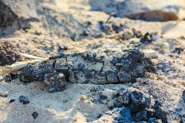 Weathered driftwood and debris scattered across sandy beach after storm tide