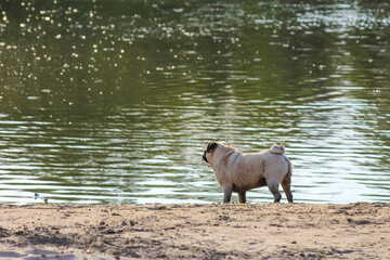Wild boar piglet exploring sandy lakeside while staying close to water edge