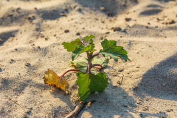 Solitary green seedling emerging from sandy soil demonstrating nature's persistence and renewal