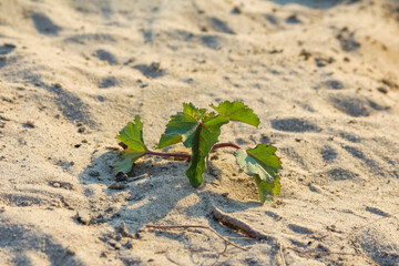 Tiny green sprout growing courageously through crack in weathered stone surface