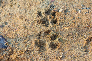 Animal paw prints deeply impressed in wet sandy soil showing wildlife tracking evidence