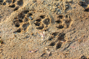 Multiple animal footprints and tracks preserved in dried muddy ground surface texture