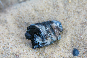 Single dark mussel shell resting on sandy beach surface creating natural marine life composition