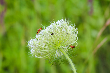 Delicate white wildflower with spiky petals captured in macro photography against soft green...