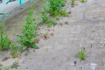 Small green plants growing through cracks in concrete pavement demonstrating nature's resilience