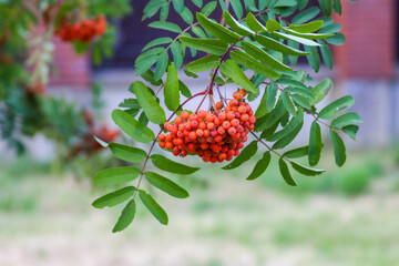 Bright orange rowan berries cluster on branch with green leaves in daylight