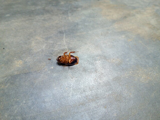 Died cockroach on the ground. Nymph of cockroach died with abdomen up. 