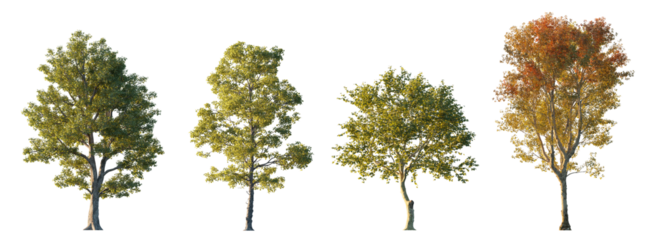 Beautiful park trees: Acer pseudoplatanus, Platanus x acerifolia, Morus alba, Cotinus obovatus isolated png on transparent background premium nature cutout