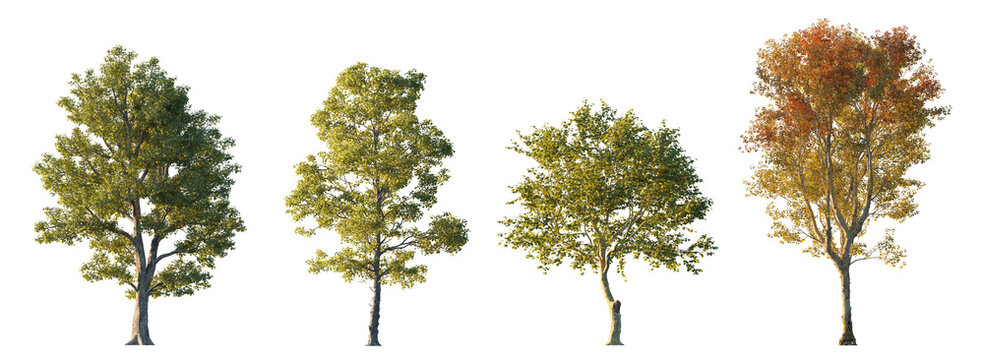 Beautiful park trees: Acer pseudoplatanus, Platanus x acerifolia, Morus alba, Cotinus obovatus isolated png on transparent background premium nature cutout