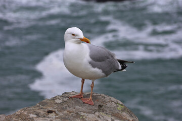 Obraz premium Seagull standing on coastal rock with ocean in background; seaside bird watching scene with gull in profile - coastal wildlife in natural habitat