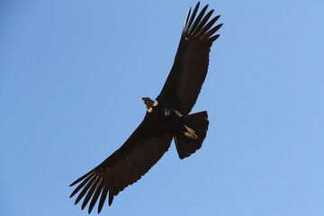Andean Condor Flying Over Colca Canyon, Peru