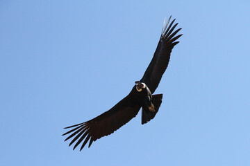 Andean Condor Flying Over Colca Canyon, Peru